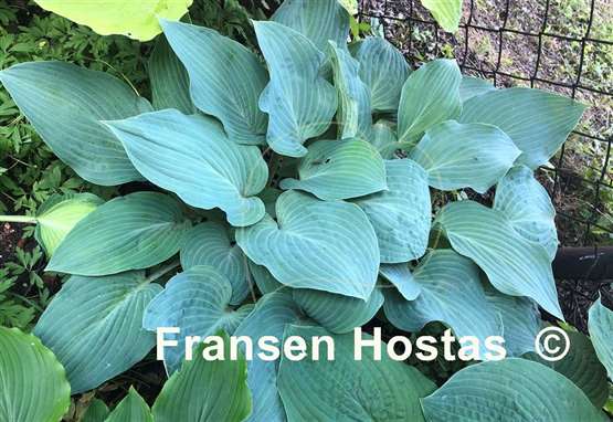 Hosta Carolina Blue